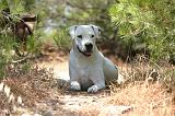DOGUE ARGENTIN 541